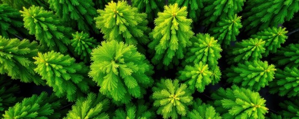 Wall Mural - Aerial view lush vibrant green canopy, young trees, view, overhead