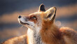 © Valentin - a fox sitting looking up
