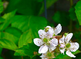 kwiat jeżyny, kwitnąca jeżyna, blackberry flower, blooming blackberry, Rubus	
