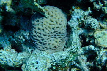 Wall Mural - Stony coral Favites vasta undersea, Red Sea, Egypt, Sharm El Sheikh, Montazah Bay
