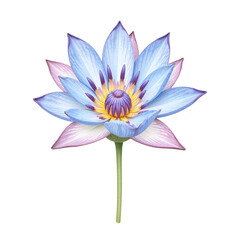 Wall Mural - Close-up image of a single, vibrant blue and purple lotus flower isolated on a cut out background.