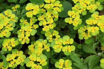 Wall Mural - Chrysosplenium alternifolium blooms in nature in spring