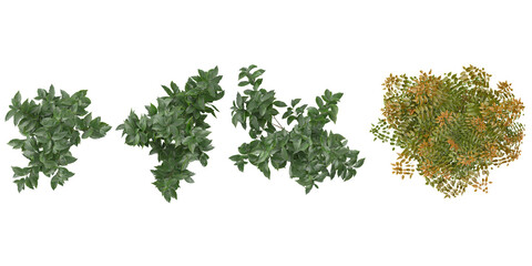 Wall Mural - Collection of lucidum,paniculata plants on transparent background from the top view