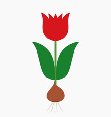Wall Mural - tulip flower with bulb icon. botanical tulip plant symbol. vector illustration.