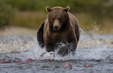 brown bear fishing for salmon in alaska