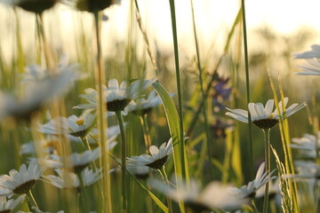 Field of marguerites in the warm light of the summer sun