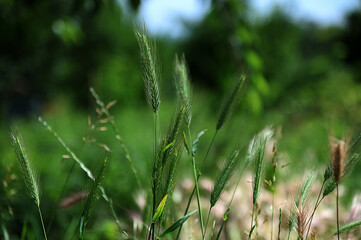 Sticker - Wild barley (Hordeum murinum) grows in nature