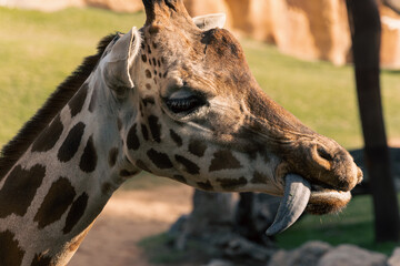 portrait of a giraffe