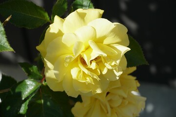 Wall Mural - Vibrant Yellow Rose in Bloom