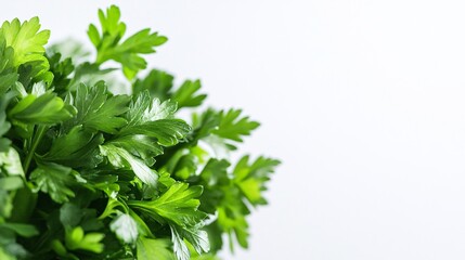 Poster - Fresh green parsley growing on a white background with copy space