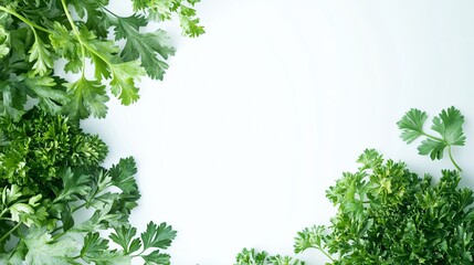 Poster - Fresh curly parsley framing a white background with copy space in the center