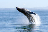humpback whale breaching