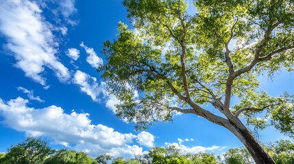 Poster - Majestic green tree under bright blue sky with fluffy clouds in vibrant nature : Generative AI