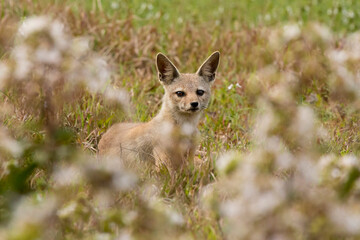 bengal fox