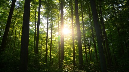 Poster - Sunlight Filtering Through Lush Trees in a Dense Forest Landscape : Generative AI