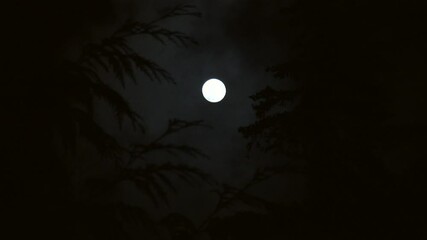 Wall Mural - full moon shining bright in forest between towering evergreen trees as clouds pass and sky becomes c