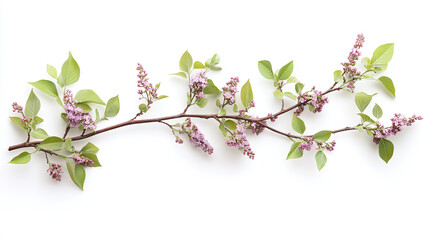 Wall Mural - Lilac branch with purple blooms isolated on white background.