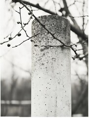 Poster - Abstract Black and White Image of a Concrete Post with Branches in a Natural Setting : Generative AI