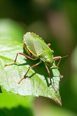 Aufkleber - Close Up of a Vibrant Green Leaf Bug Resting on a Leaf in Natural Habitat : Generative AI