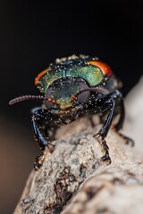 Aufkleber - Close-up of a Colorful Beetle Crawling on a Rock in Macro Photography : Generative AI