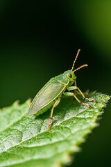 Poster - Close Up of a Green Insect on Leaf Exhibiting Fine Detail and Vivid Coloration in Natural Lighting : Generative AI