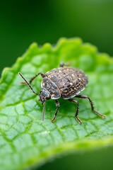 Aufkleber - Close-Up Macro Shot of a Beetle Crawling on a Leaf with a Blurry Green Background : Generative AI