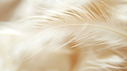 Poster - Soft Delicate White Feathers Gracefully Arranged In A Gentle Natural Composition For Calmness : Generative AI