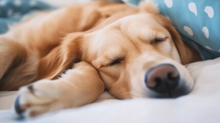 Poster - Lazy Dog Napping Comfortably on Soft Bed with Calm Expression and Relaxed Pose : Generative AI