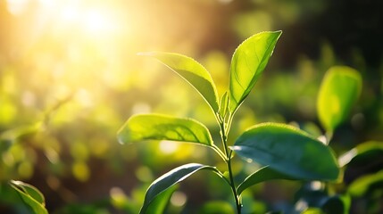 Wall Mural - Sunlit Green Leaves Emerging with a Warm Glow in the Morning : Generative AI