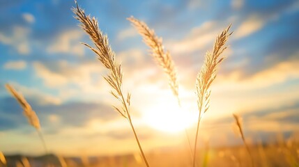Fototapete - Golden sunlight illuminating grass in field with beautiful clouds at sunset : Generative AI
