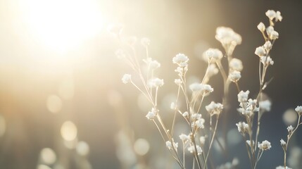 Poster - Delicate White Flowers in Soft Sunlight for Tranquil and Serene Nature Scenery : Generative AI