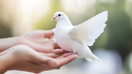 Poster - Beautiful white dove in hands with wings spread and soft background : Generative AI