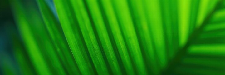 Wall Mural - Vibrant green close-up shot of a natural tropical palm leaf's surface, tropical, leaves, palm leaf