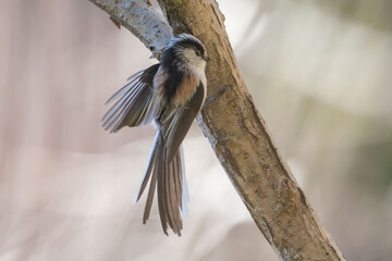 Wall Mural - long tailed tit in a forest