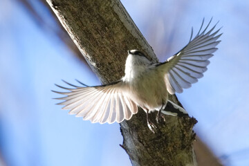 Wall Mural - long tailed tit in a forest