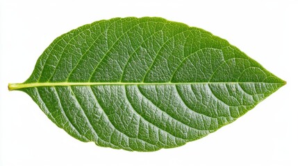 Wall Mural - Green Leaf Close-up: Detailed Texture and Veins