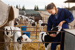 © JackF - Smiling young woman in blue work robe, professional farmer engaged in cow rearing, playing with little calf in open stall on autumn day