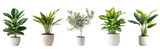 Collection of tree in pot, Modern indoor plant isolated on a transparent background..