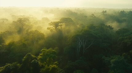  Aerial photo of a forest full of green