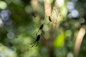 spider on web