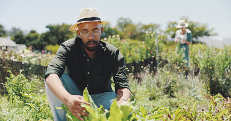 Wall Mural - Agriculture, inspection and man in countryside, vegetables and checking for harvest, farmer and outdoor. Sustainable business, production and people with plants in environment and quality assurance