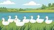© Sinechana - 54.A flat icon-style depiction of a flock of white ducks resting in a grassy field near a serene body of water, with a focus on simplicity and clean design elements.