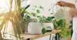 © peopleimages.com - Plants, water and can with hands of woman at home for botany, sustainability and gardening hobby. Eco friendly, growth and leaf with closeup of person in apartment for horticulture, organic or leaves