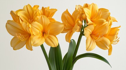 Poster - Yellow Clivia flowers bouquet, studio shot, white background, floral design