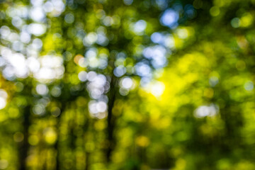Wall Mural - Blurred greenery leaves of tree forest. Selective focus. Fresh green background for summer design. Green bokeh nature background. Green bokeh. Blurred nature bokeh for the background.