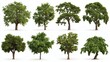 © ZethX - A diverse collection of trees, showcasing various shapes, sizes, and foliage, ideal for nature studies or landscaping inspiration.