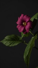 Poster - pink and white flower