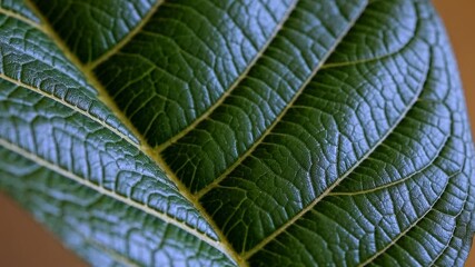 Poster - close up of green leaf