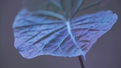 Aufkleber - close up of a leaf on black