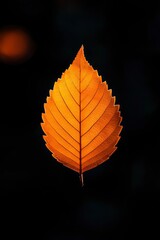 Wall Mural - Golden leaf on dark background autumn symbol for seasonal change and backgrounds